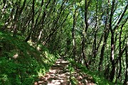 19 Il sentiero-mulattiera 506c sale nel bosco di prevalenti carpini neri 